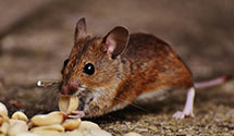 24 Hour & Emergency Exterminators in Bellvue, CO